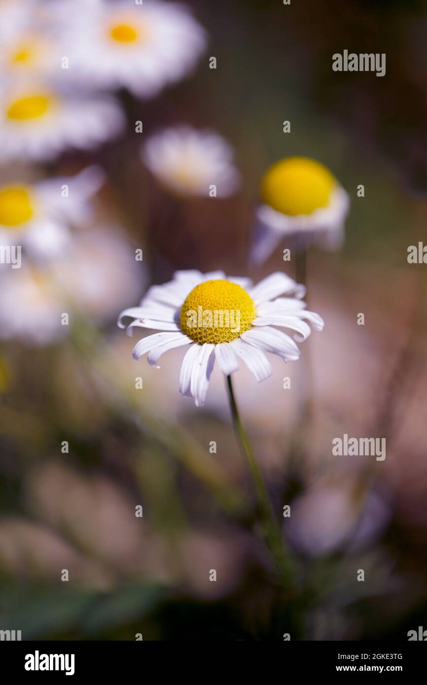 Chamomile flowers bloom on the edge of the field in Hohenhaslach, Baden-Württemberg, Germany Stock Photo