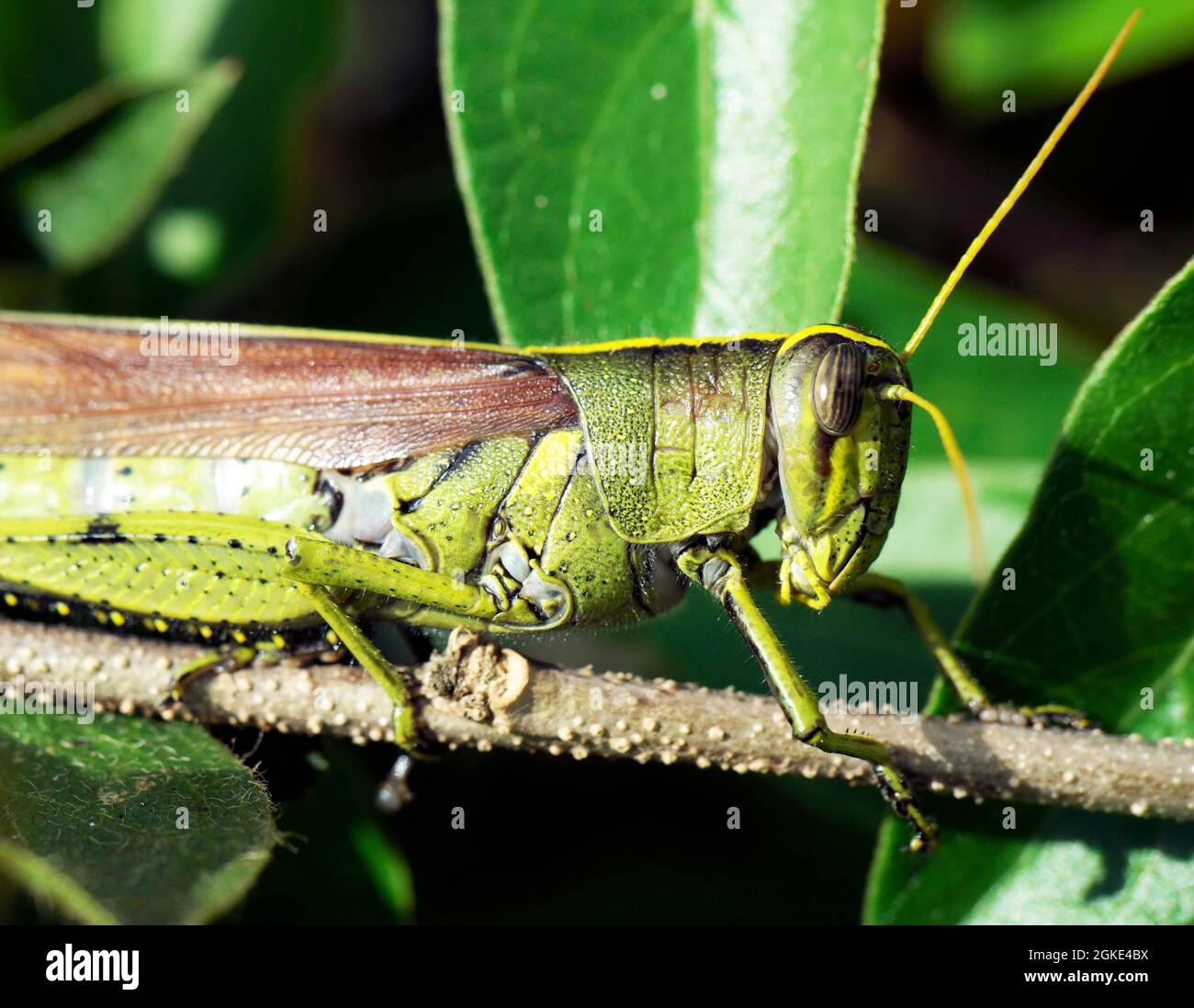 Macro Spotted Bird Grasshopper Schistocerca lineata clinging to branch Stock Photo