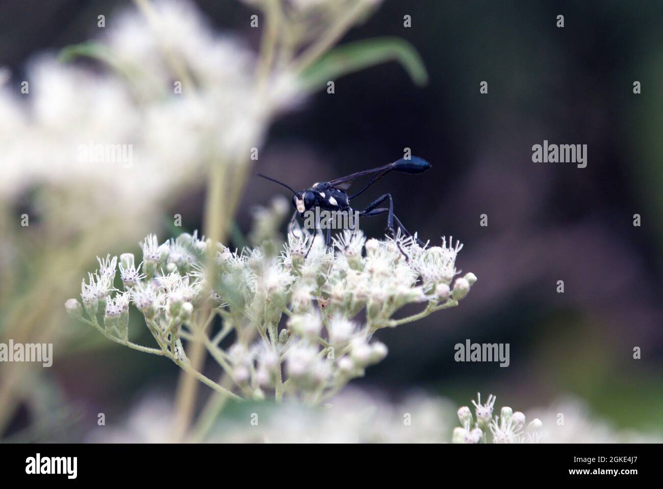 Slender black thread waisted wasp on white queen anne's lace Sphecidae Stock Photo