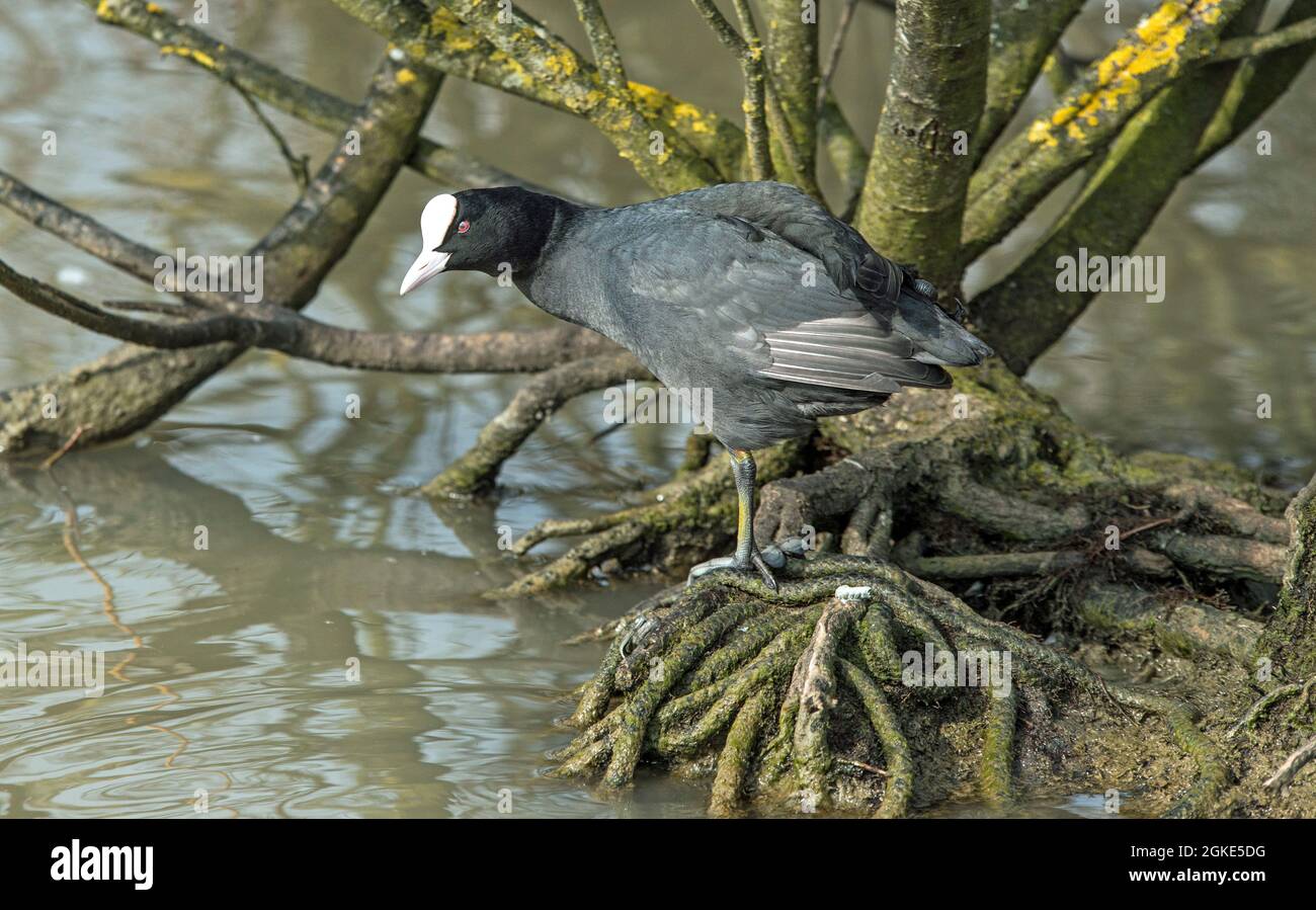 A single coot, Fulica atra, on a lake tree trunk at Cosmeston Lakes Country Park, near Penarth in south Wales Stock Photo