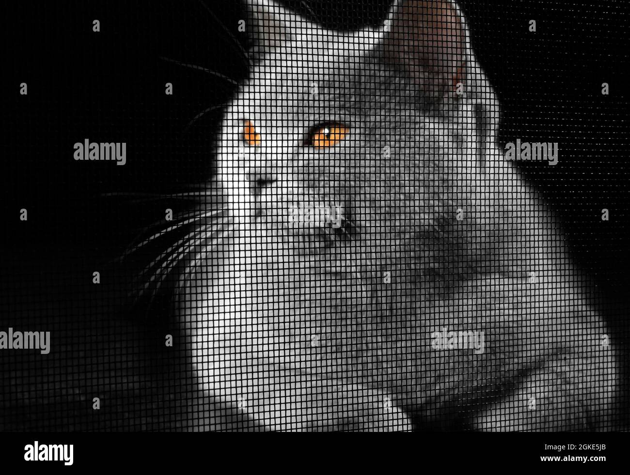 View at cute cat on dark background through window screen Stock Photo