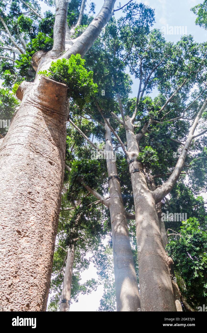Agathis robusta in Royal Botanic Gardens near Kandy, Sri Lanka Stock Photo