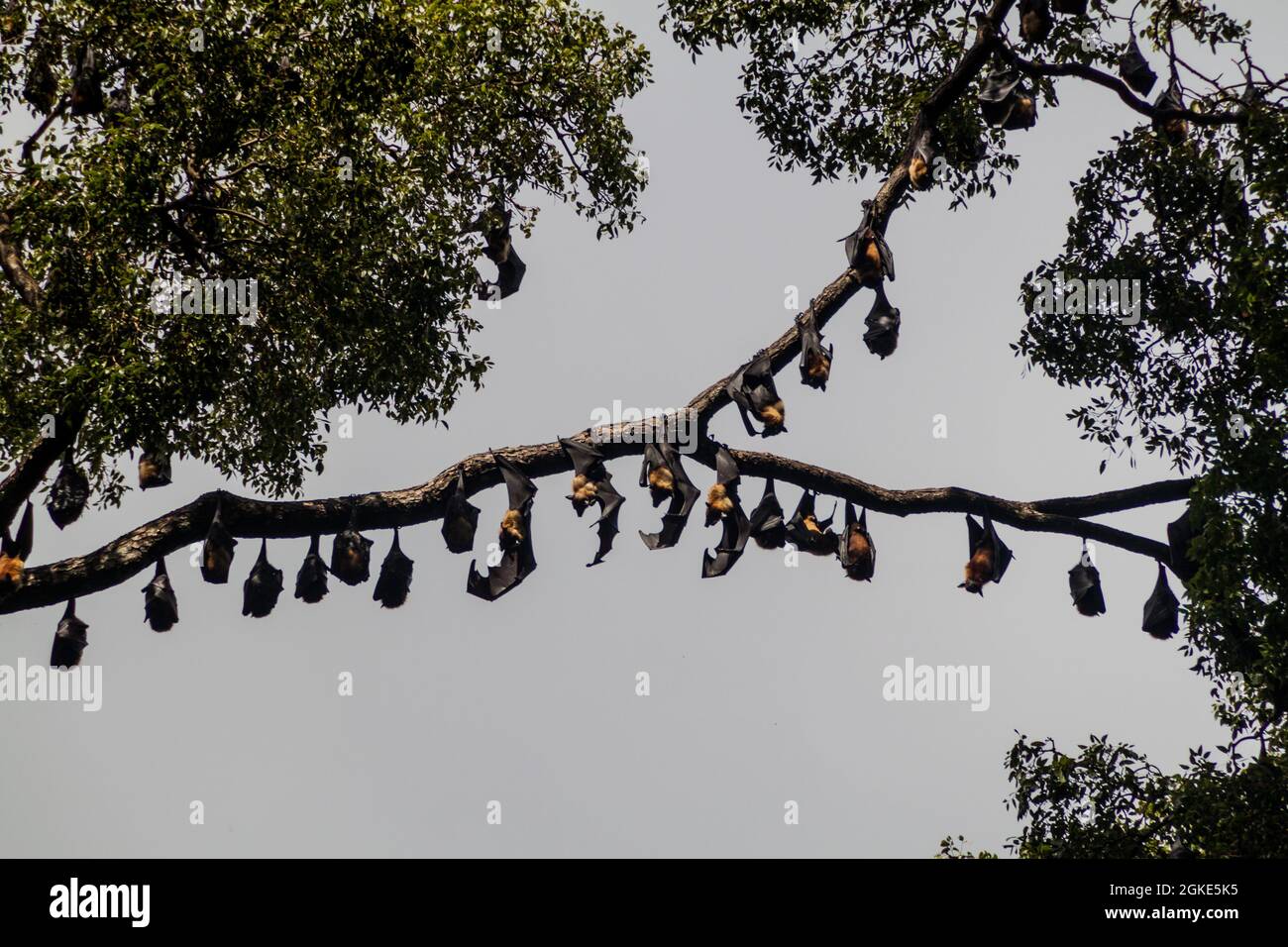 Fruit bats flying foxes in Royal Botanic Gardens near Kandy, Sri Lanka