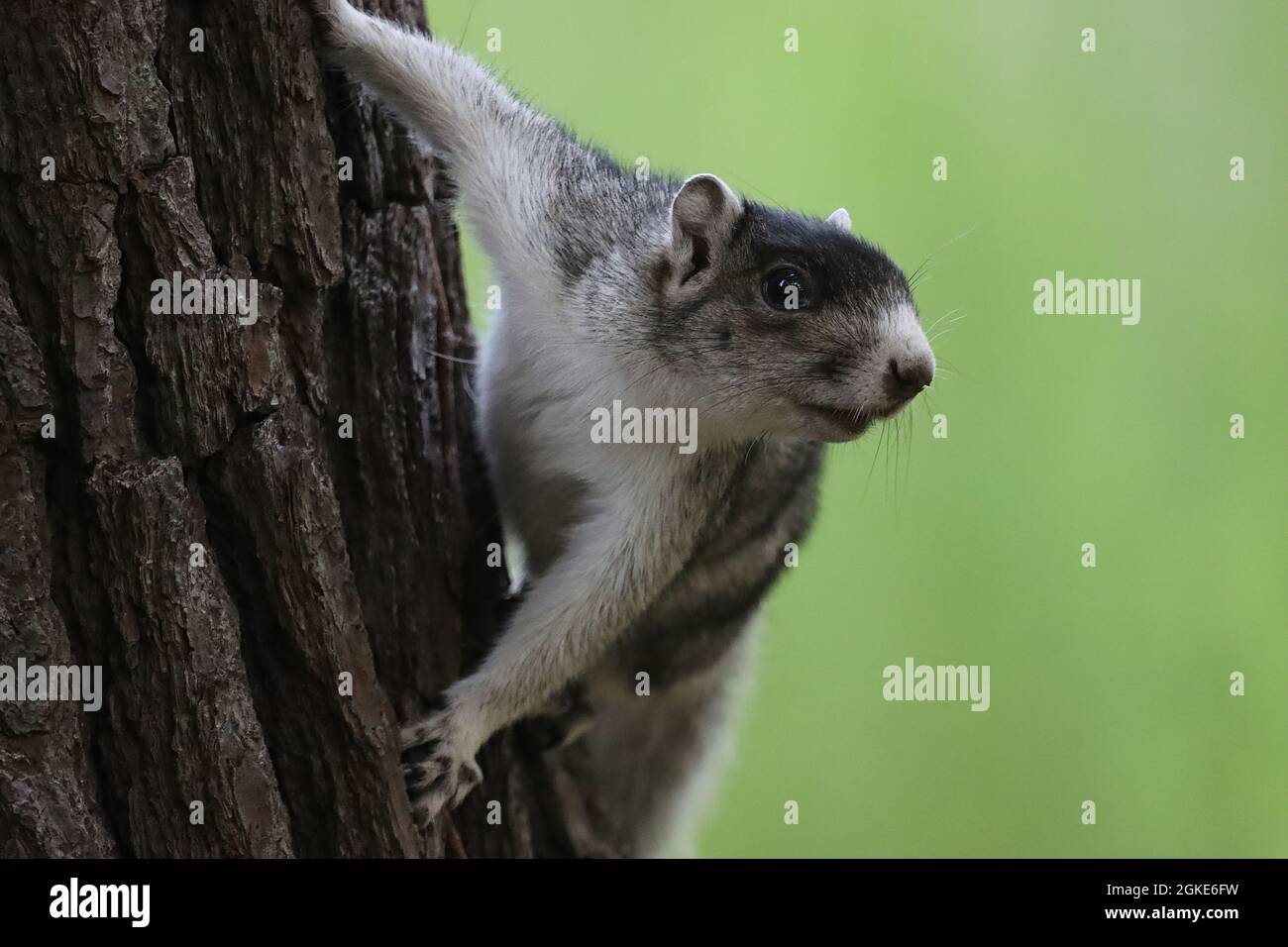 Southern Fox Squirrel clinging to tree trunk Stock Photo