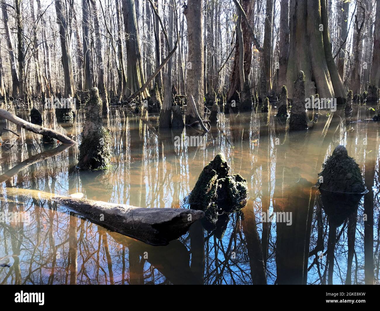 Old growth Southern cypress swamp Stock Photo