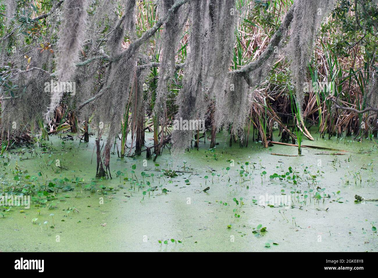 Spanish moss growing on trees over algae covered pond in cattail swamp  Stock Photo - Alamy