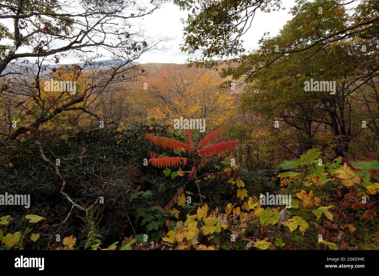 Autumn yellow red color forest hi-res stock photography and images - Alamy