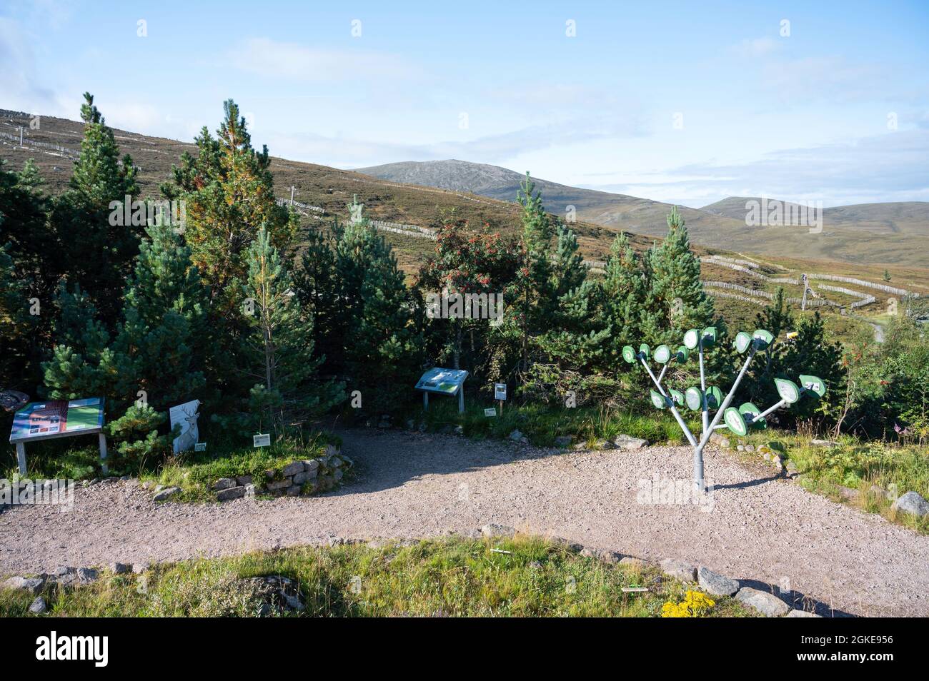 Cairngorm Wild Mountain Garden looking over Coire Cas and the ski area towards the mountains. Sunny day with no people. Stock Photo
