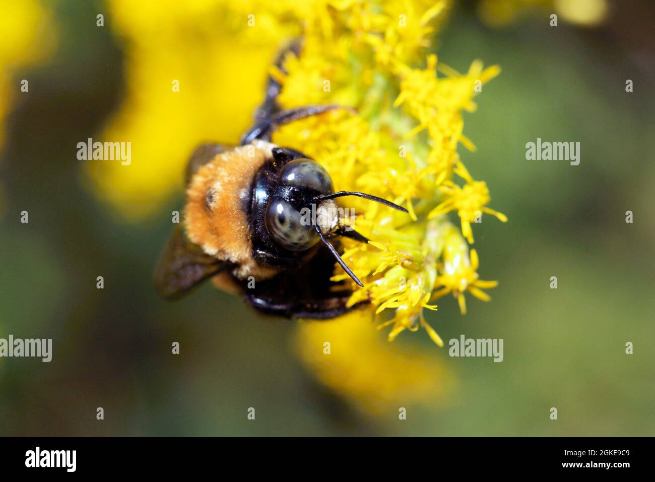 macro black and yellow carpenter bee on flowers on a sunny day Stock Photo