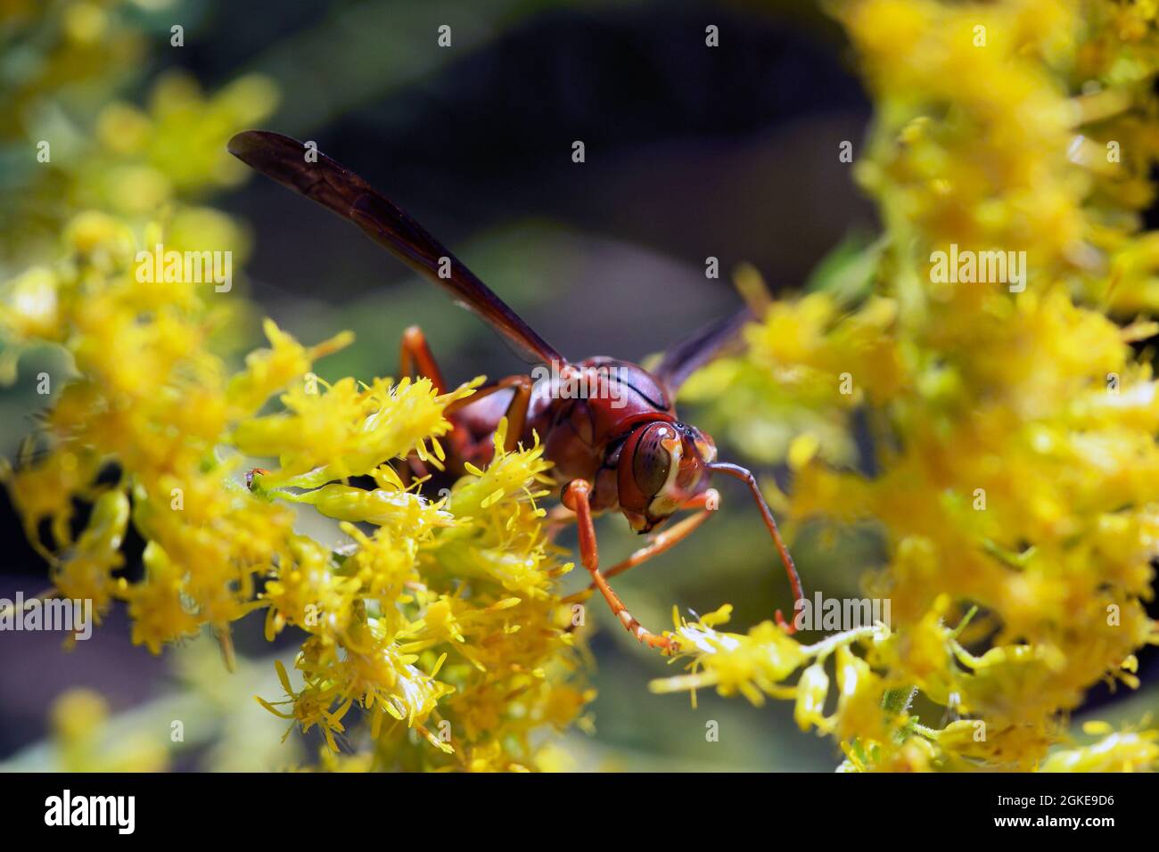 Red yellow and black wasp hi-res stock photography and images - Alamy