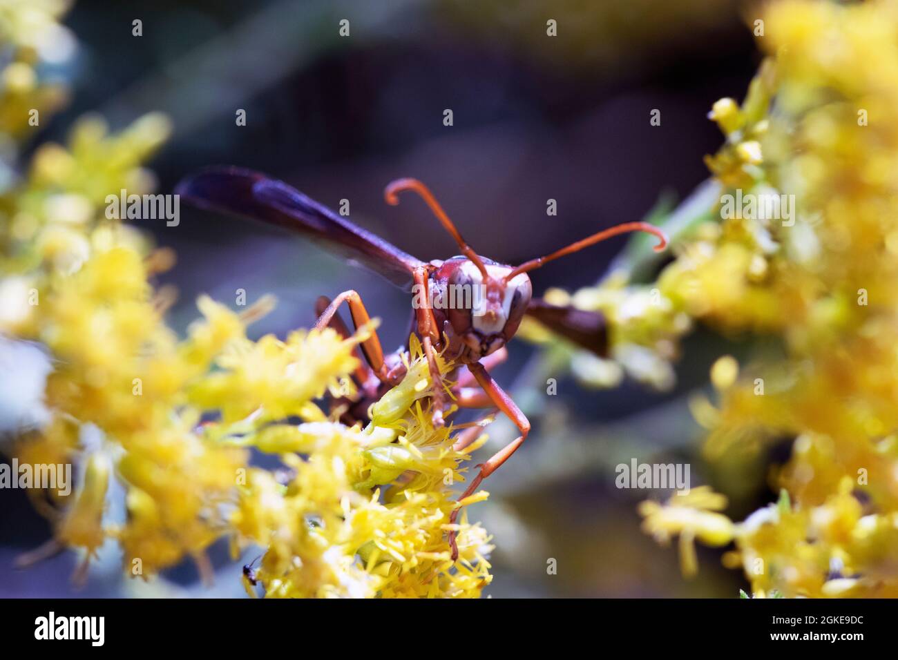 Red yellow and black wasp hi-res stock photography and images - Alamy