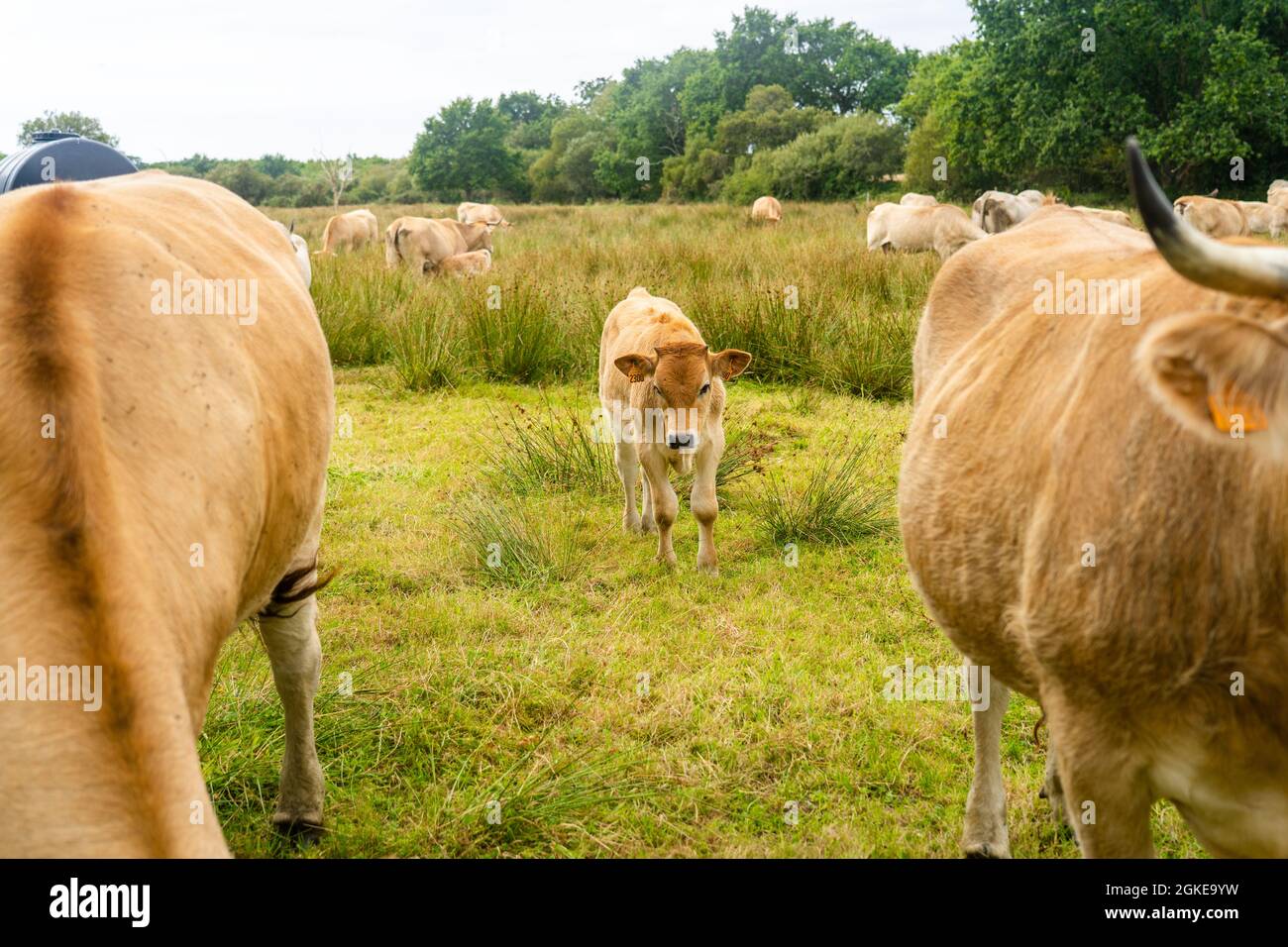 Group adult brown Limousin cow with herd of young gobies and cattle