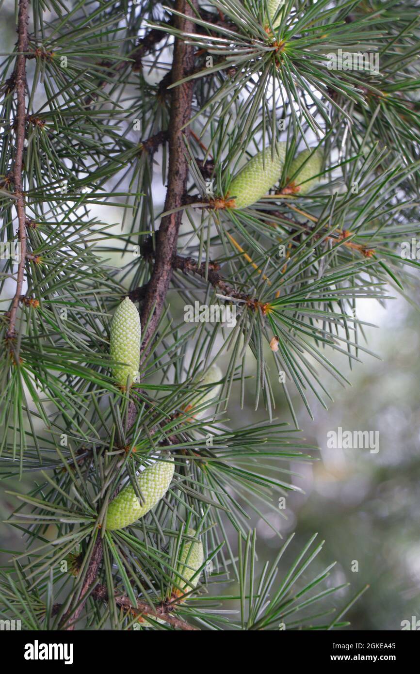 Branches with cones of Cedrus deodara. Deodar cedar or Himalayan cedar Stock Photo