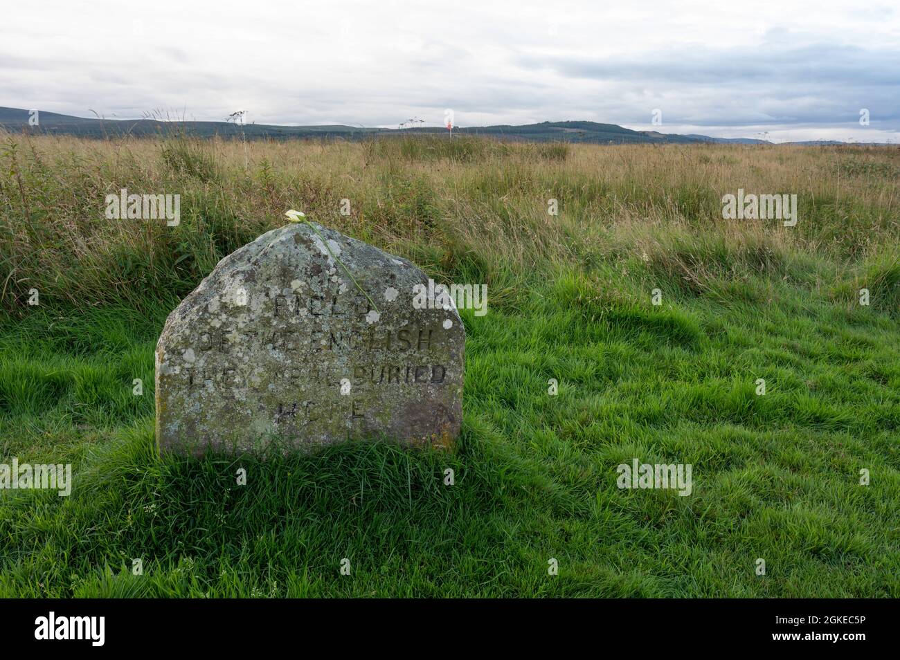 Headstone at Culloden battlefield in Scotland: Field of the English they were buried here. Wilting white rose placed on top of headstone. Stock Photo