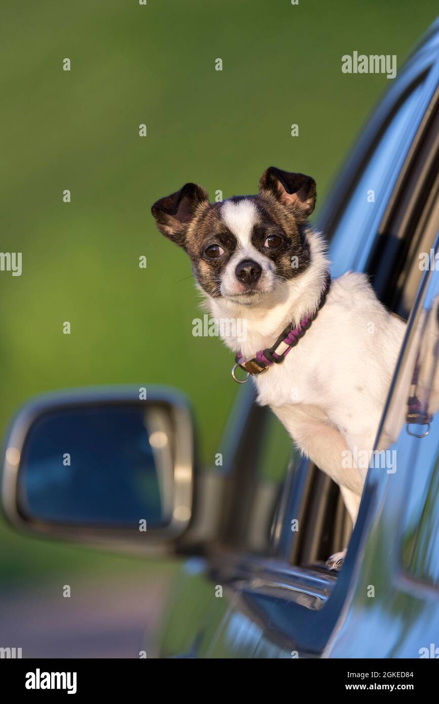 Small Chihuahua dog looking out of car window, Germany Stock Photo - Alamy