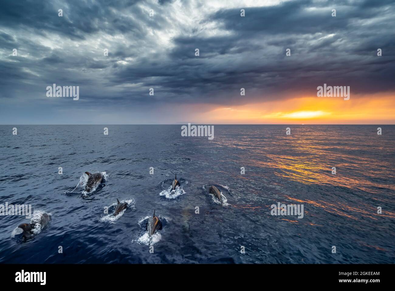 Group of dolphins at sunset, Mediterranean Sea, Dodecanese, Greece Stock Photo
