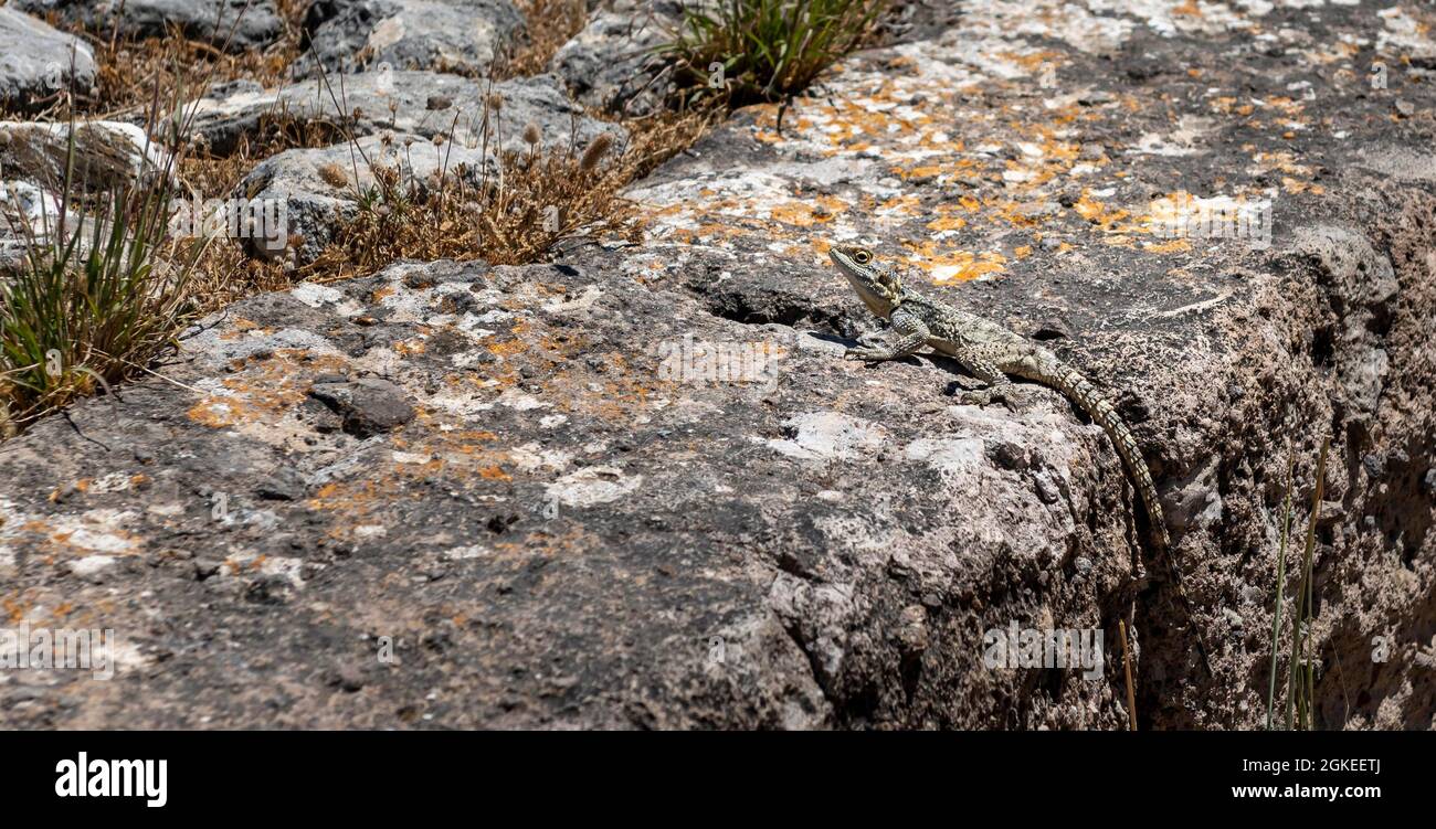Stellion (Stellagama stellio), agame on a stone, Kos, Dodecanese, Greece Stock Photo