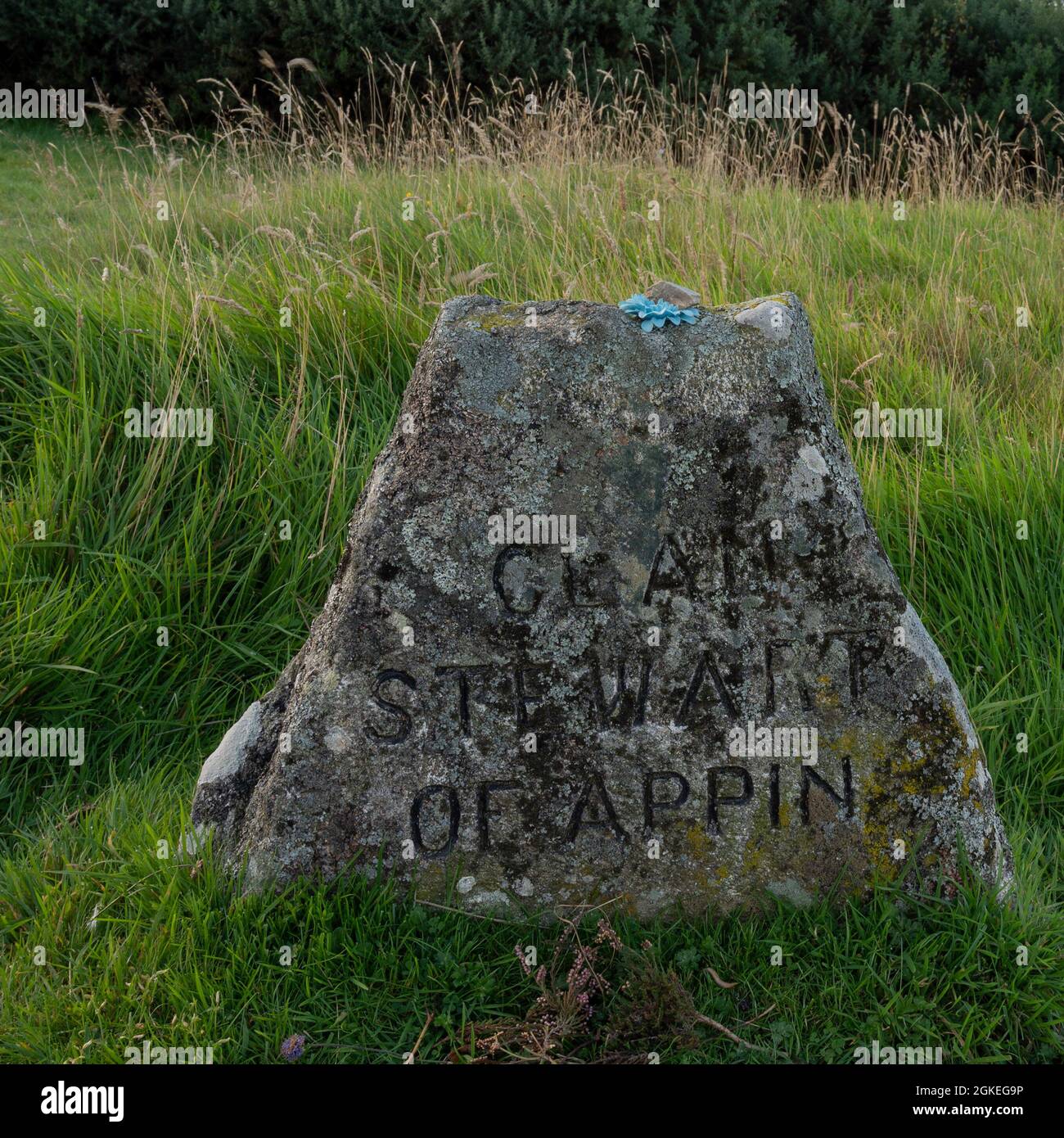 Culloden battlefield, headstone for Clan Stewart of Appin. Blue flower placed on top of headstone. Surrounding long grass. Stock Photo