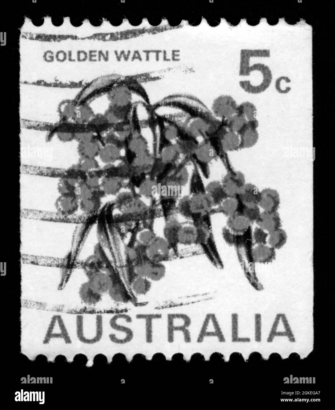 Wattle Black and White Stock Photos & Images Alamy