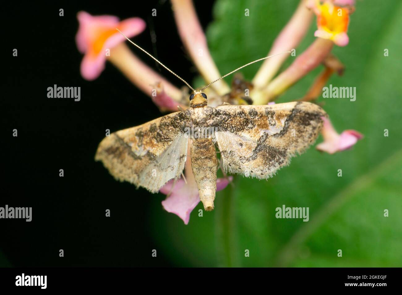 Mung moth  or bean pod boreron lantana flower, Maruca vitrata,  Satara, Maharashtra India Stock Photo