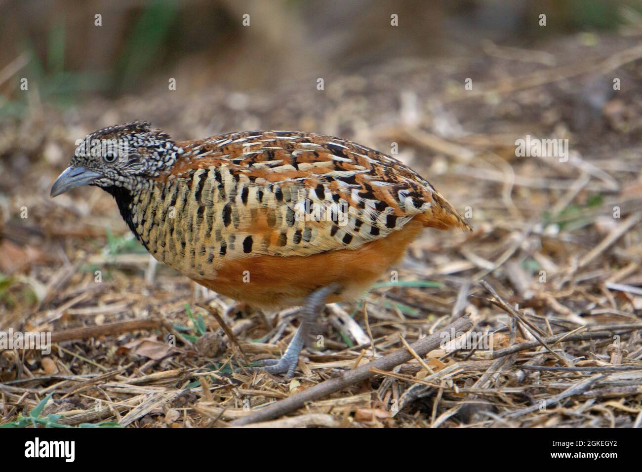 Barred buttonquail or common bustard-quail, Turnix suscitator, Satara, Maharashtra India Stock Photo