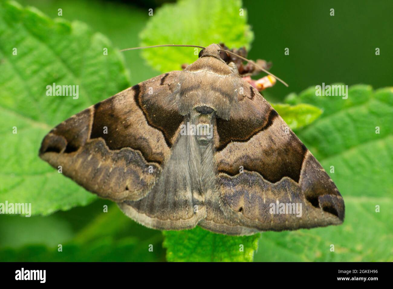 Sturniids moth, Othorene species, Satara, Maharashtra, India Stock Photo