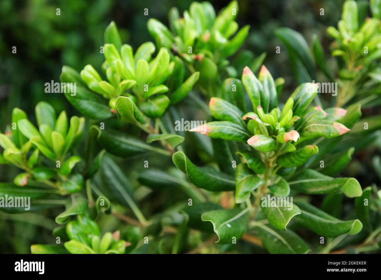 Green tropical bush, closeup Stock Photo - Alamy