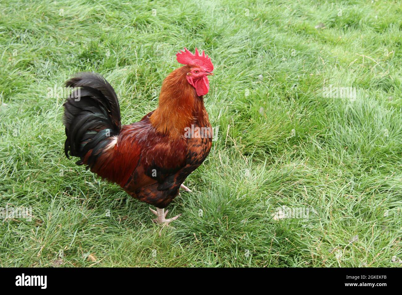 A Rhode Island Red Chicken In A Grass Meadow Stock Photo Alamy