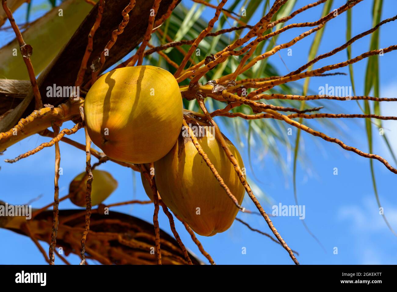 Coconut, Coconut Palm, Bayahibe, Dominican Republic Stock Photo Alamy