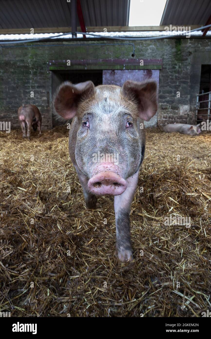 Pig in barn, North Acomb Farm shop, Northumberland, UK, Stock Photo