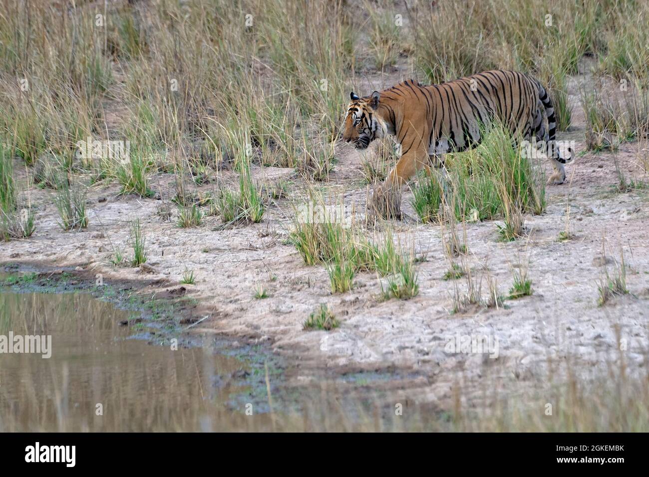 Male Bengal tiger (Panthera tigris tigris) approaching a pond, Bandhavgarh National Park, Madhya Pradesh, India Stock Photo