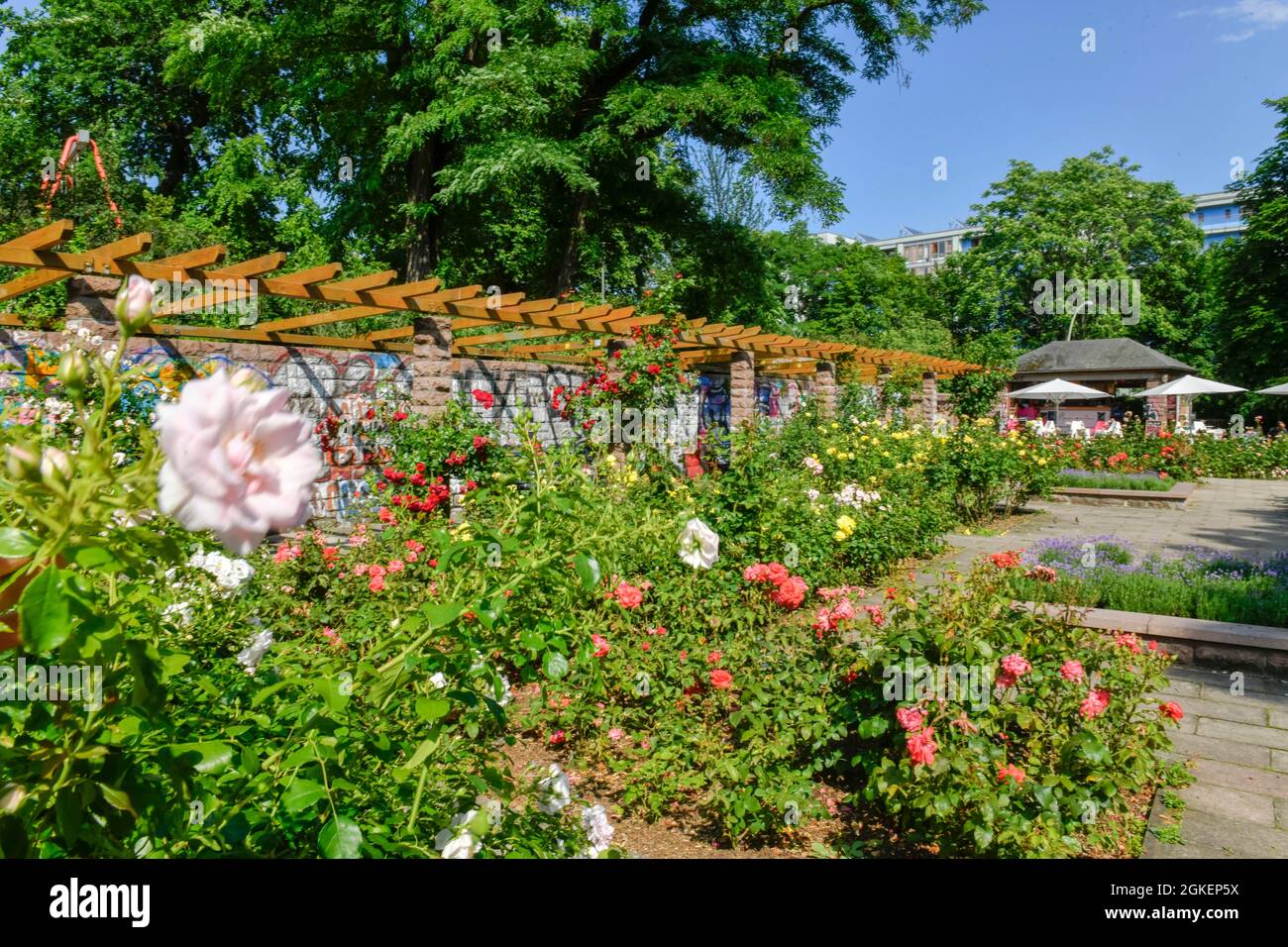 Rose Garden, Weinbergspark, Mitte, Berlin, Germany Stock Photo