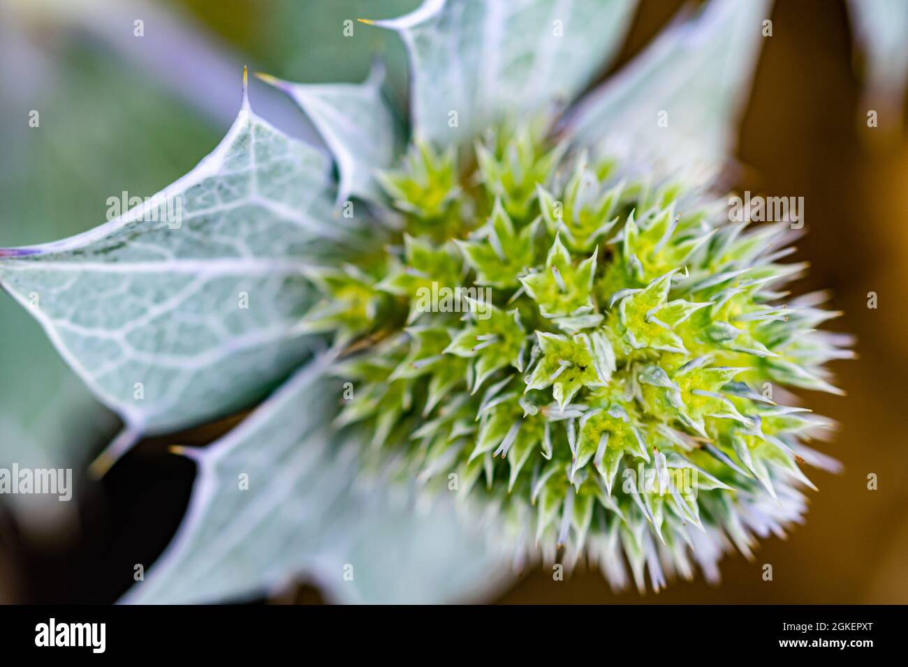 a macro image of a blooming green cactus flower in bloom along the Mediterranean coastline Stock Photo
