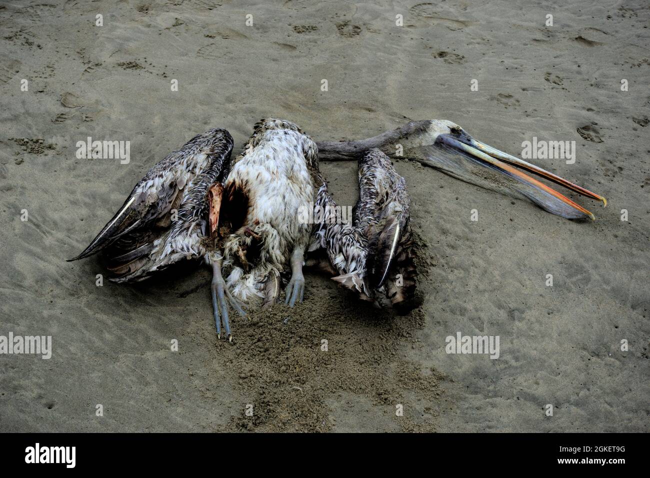 El Dorado, Peru - July 30, 2021: Dead and decomposing pelican on beach Stock Photo