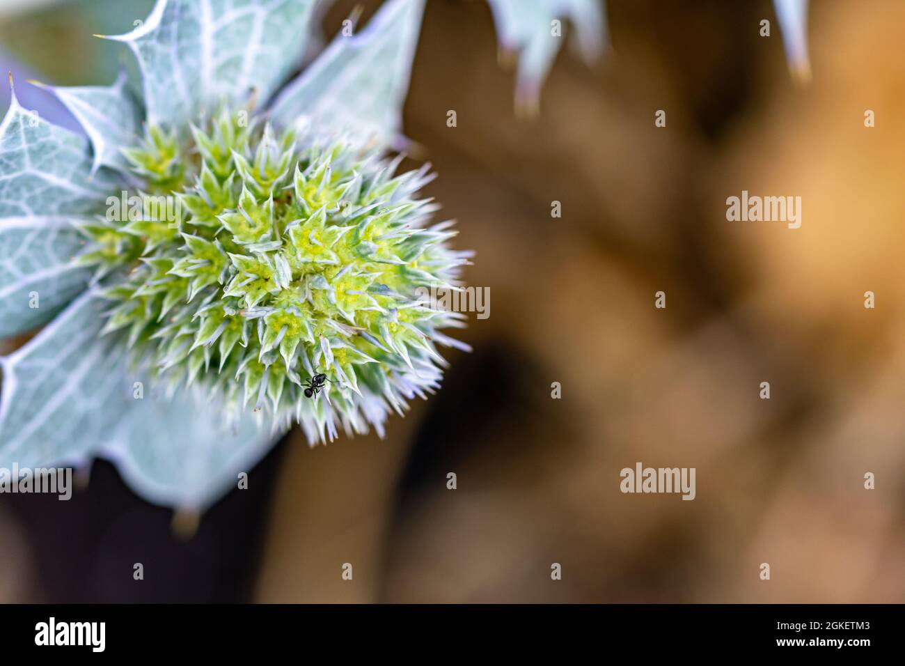 a wallpaper background image of a single green cactus flower on the left corner Stock Photo