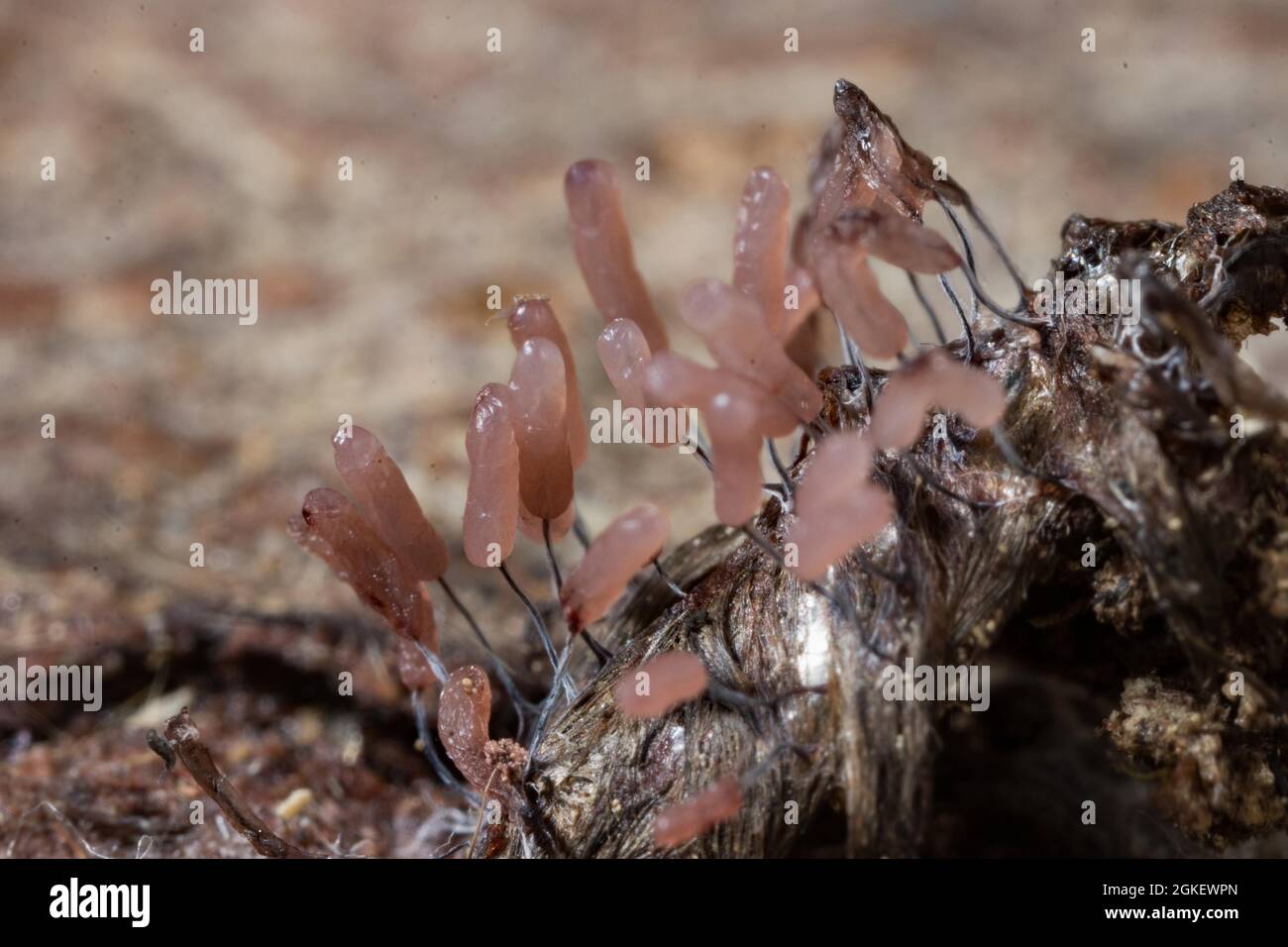 Stemonitopsis (Stemonitopsis typhina) Stock Photo