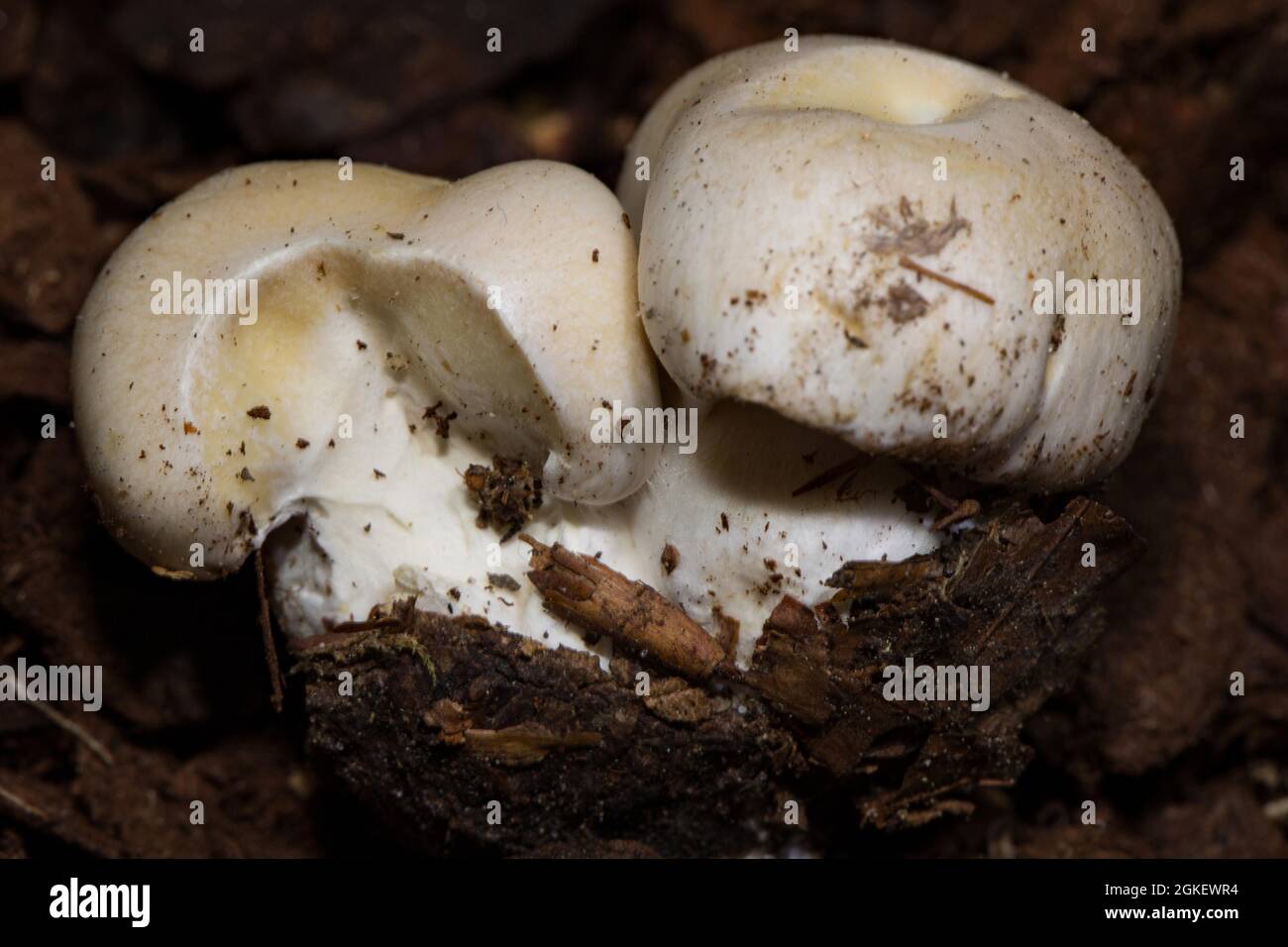 Crystal slimefoot (Cortinarius barbatus) Stock Photo