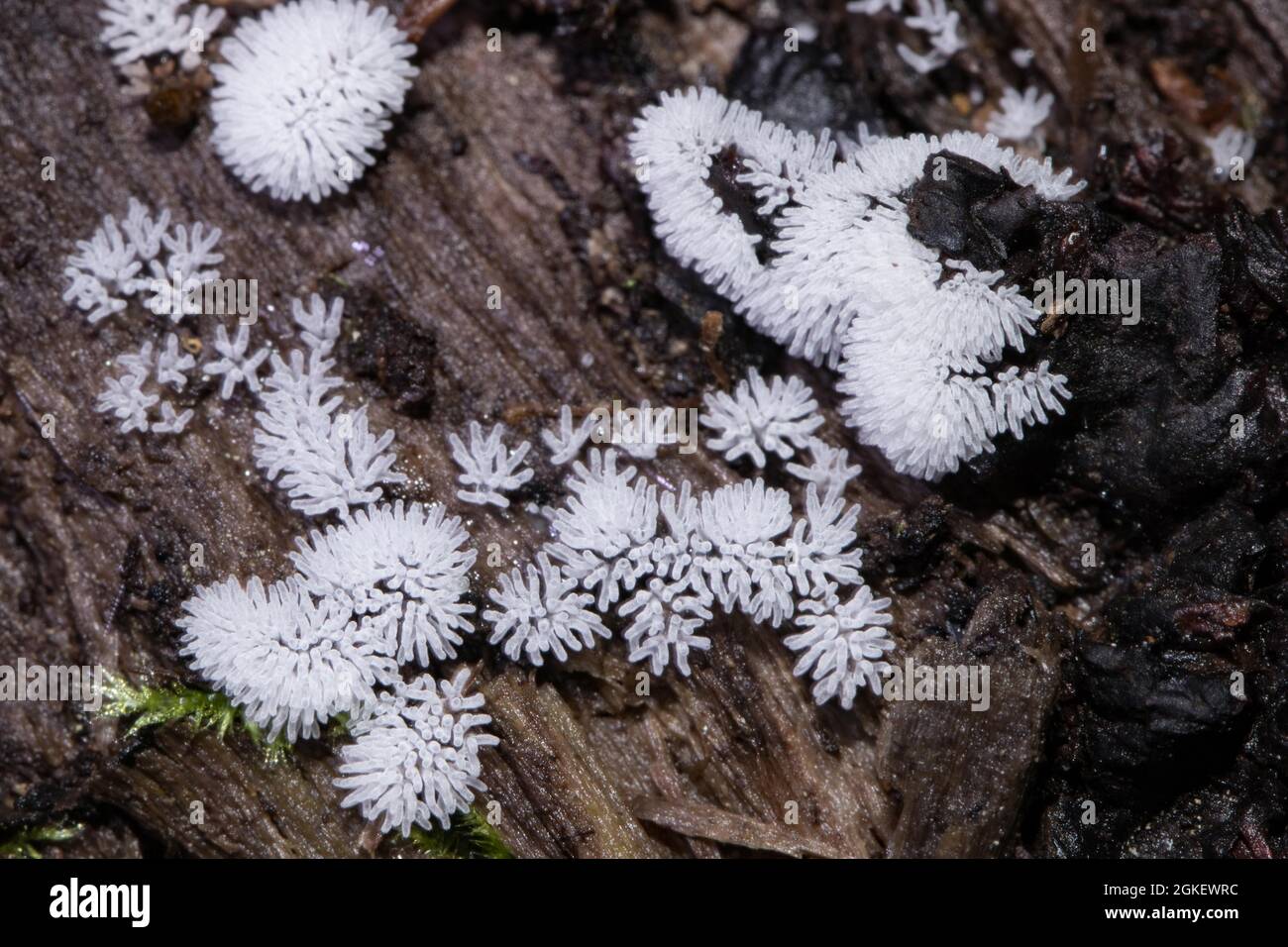 Antler-shaped slime fungus (Ceratiomyxa fruticulosa) Stock Photo