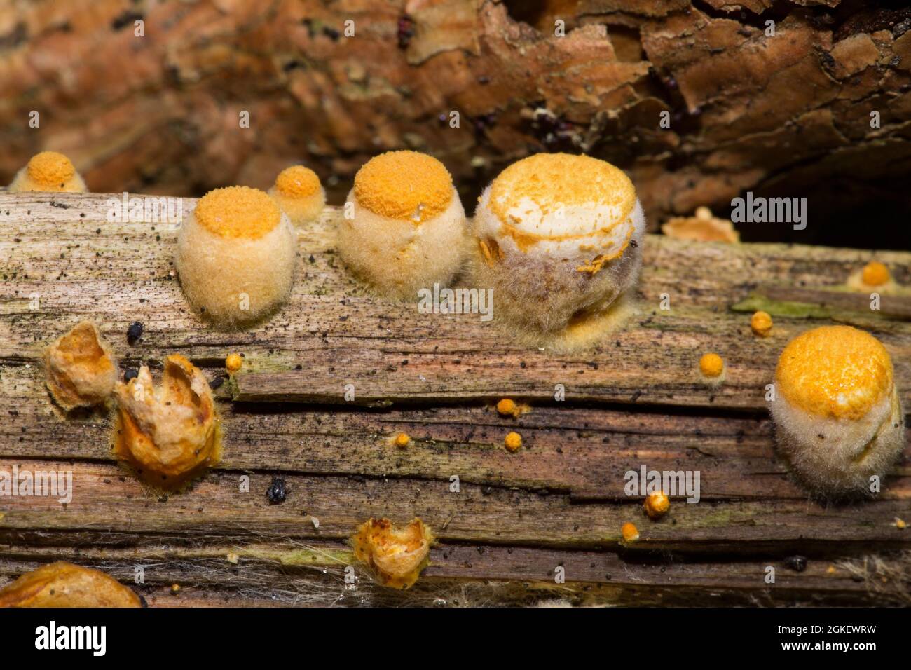 Bird's nest fungus (Crucibulum laeve) Stock Photo