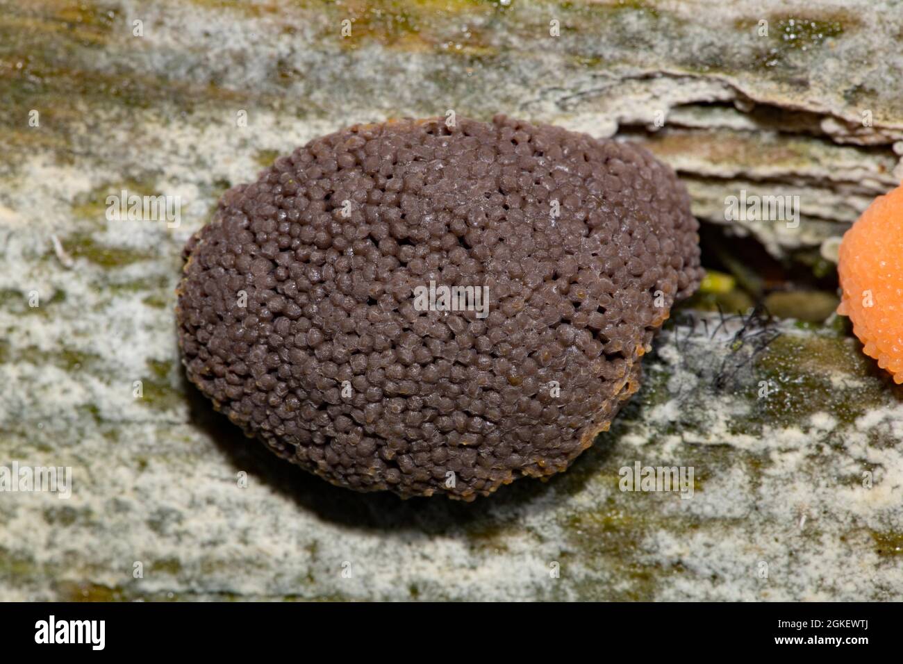 Slime mold (Tubifera ferruginosa) Stock Photo
