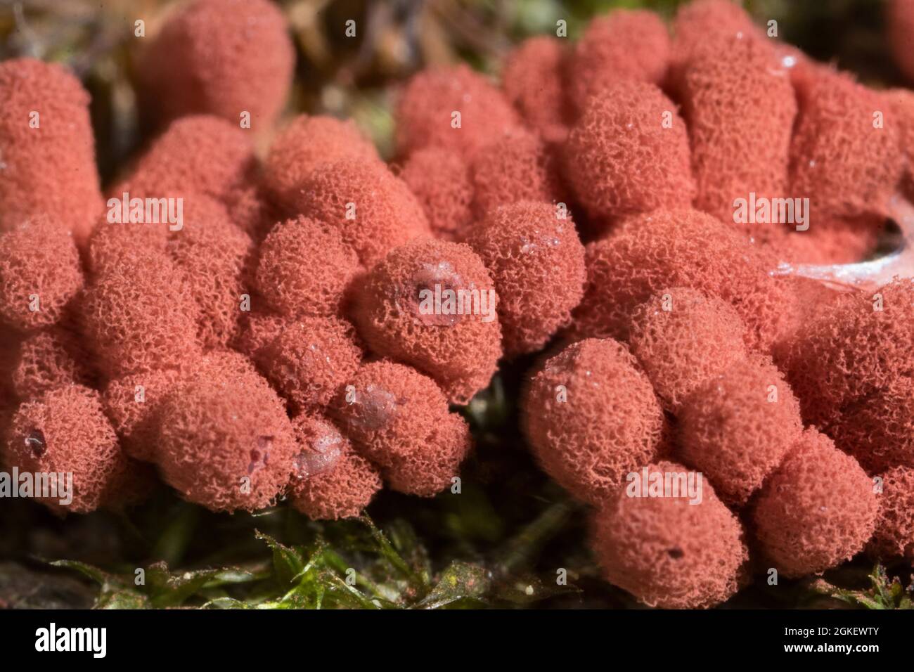 Carnival candy slime mold (Arcyria denudata) Stock Photo