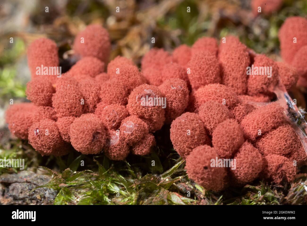 Carnival candy slime mold (Arcyria denudata) Stock Photo