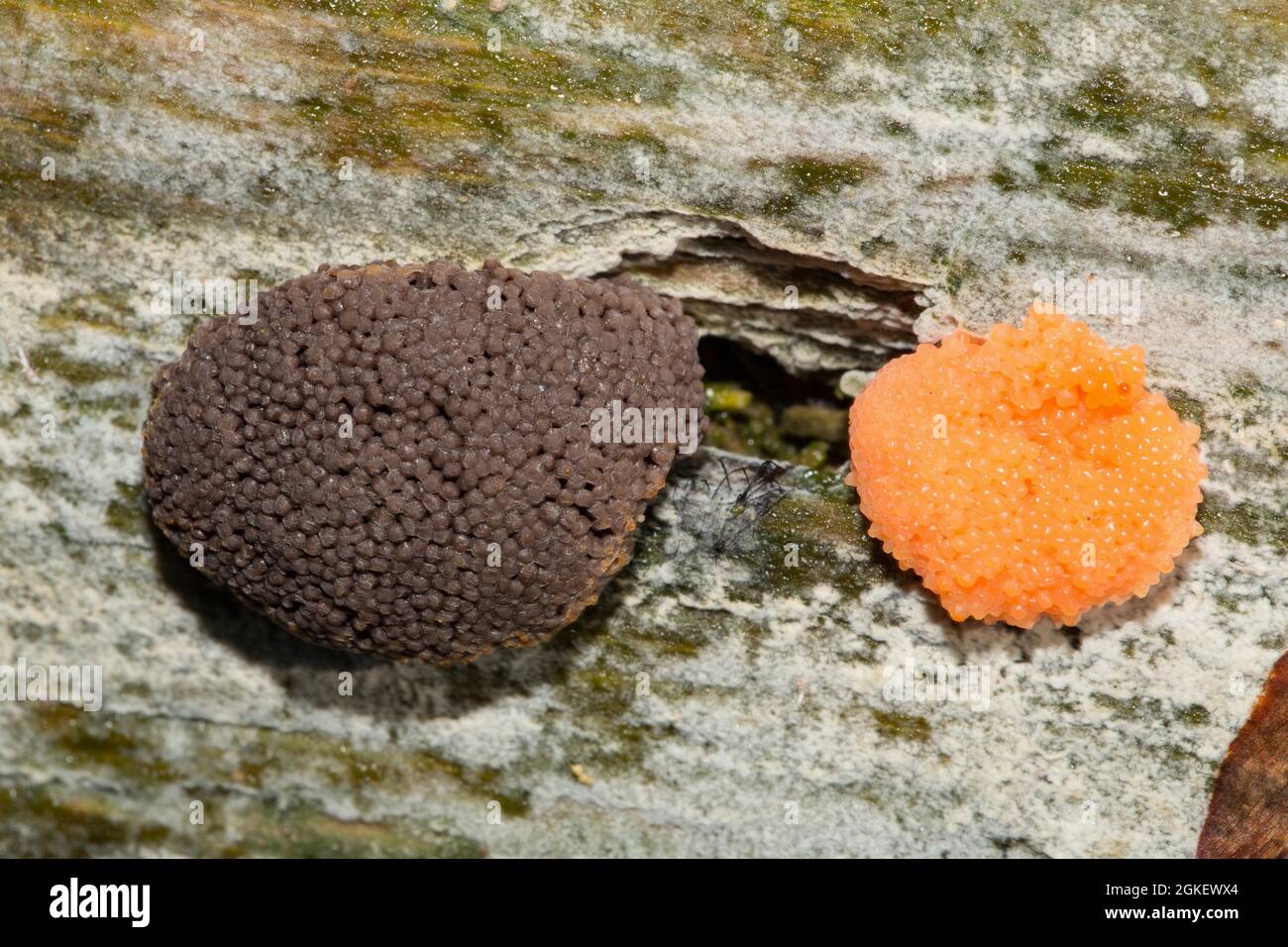 Slime mold (Tubifera ferruginosa) Stock Photo