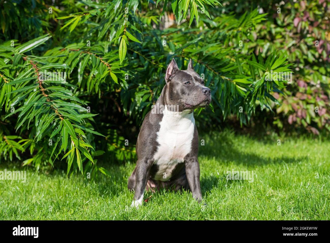Cute Blue Hair American Staffordshire Terrier Dog Stock Photo Alamy cute-blue-hair-american-staffordshire-terrier-dog-stock-photo-alamy