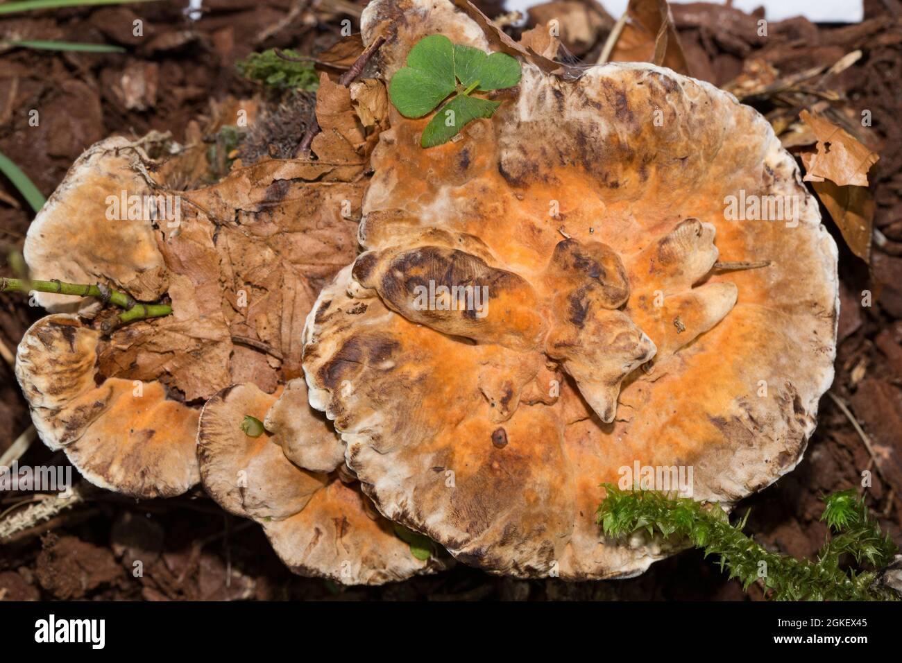 Orange spine, orange hydnellum (Hydnellum aurantiacum) Stock Photo