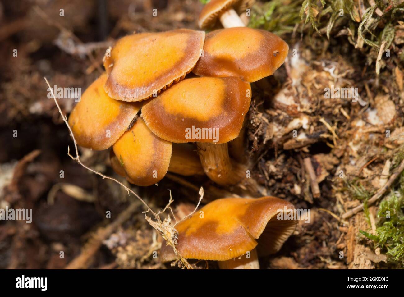 Mushroom (Cortinarius renidens) Stock Photo