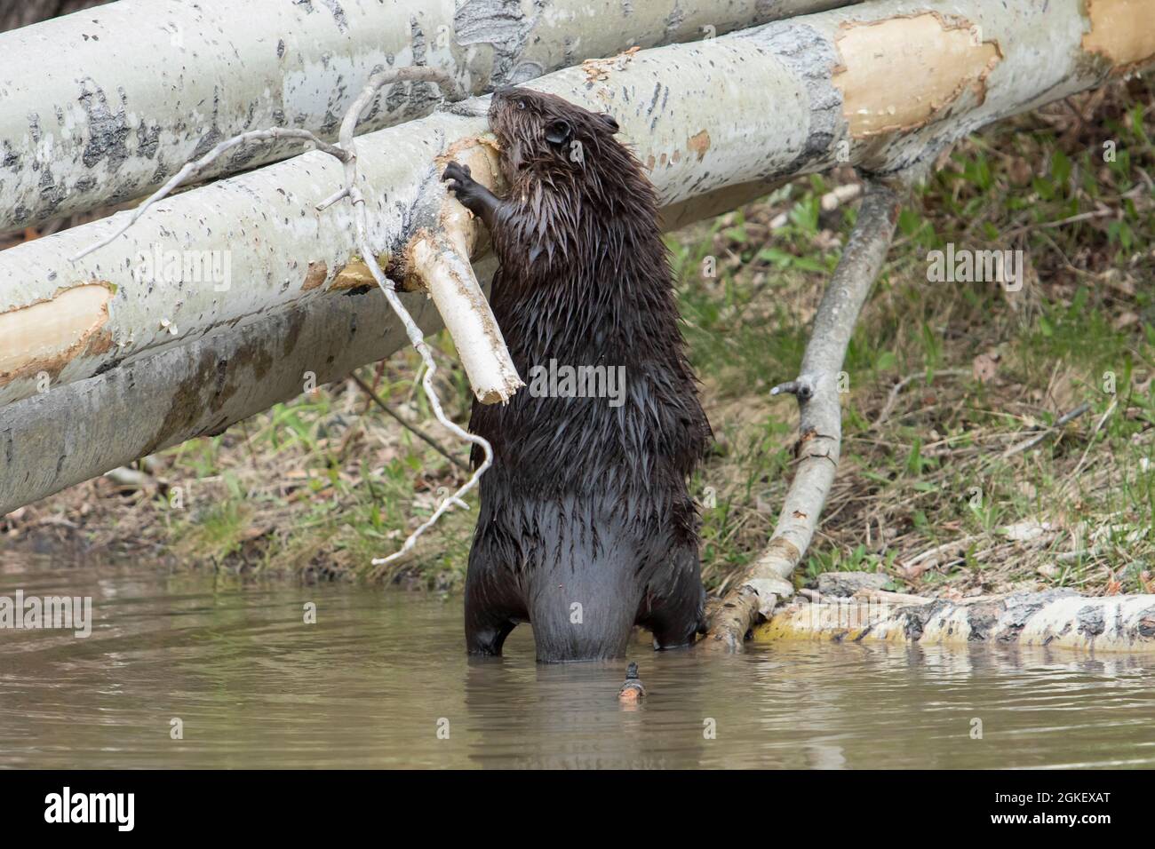 Canadian beaver, Canadian beaver (Castor fiber canadensis), Canadian beaver, beaver, rodents