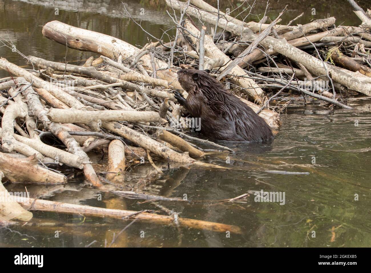 Canadian beaver, Canadian beaver (Castor fiber canadensis), Canadian