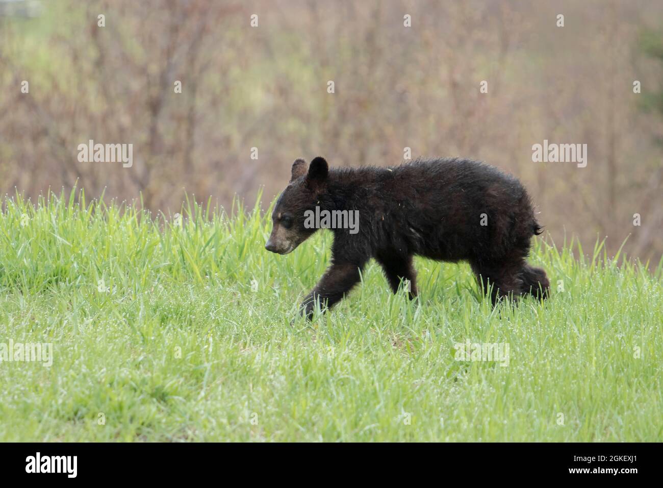 American Black Bear, black bear, bears, predators, mammals, animals