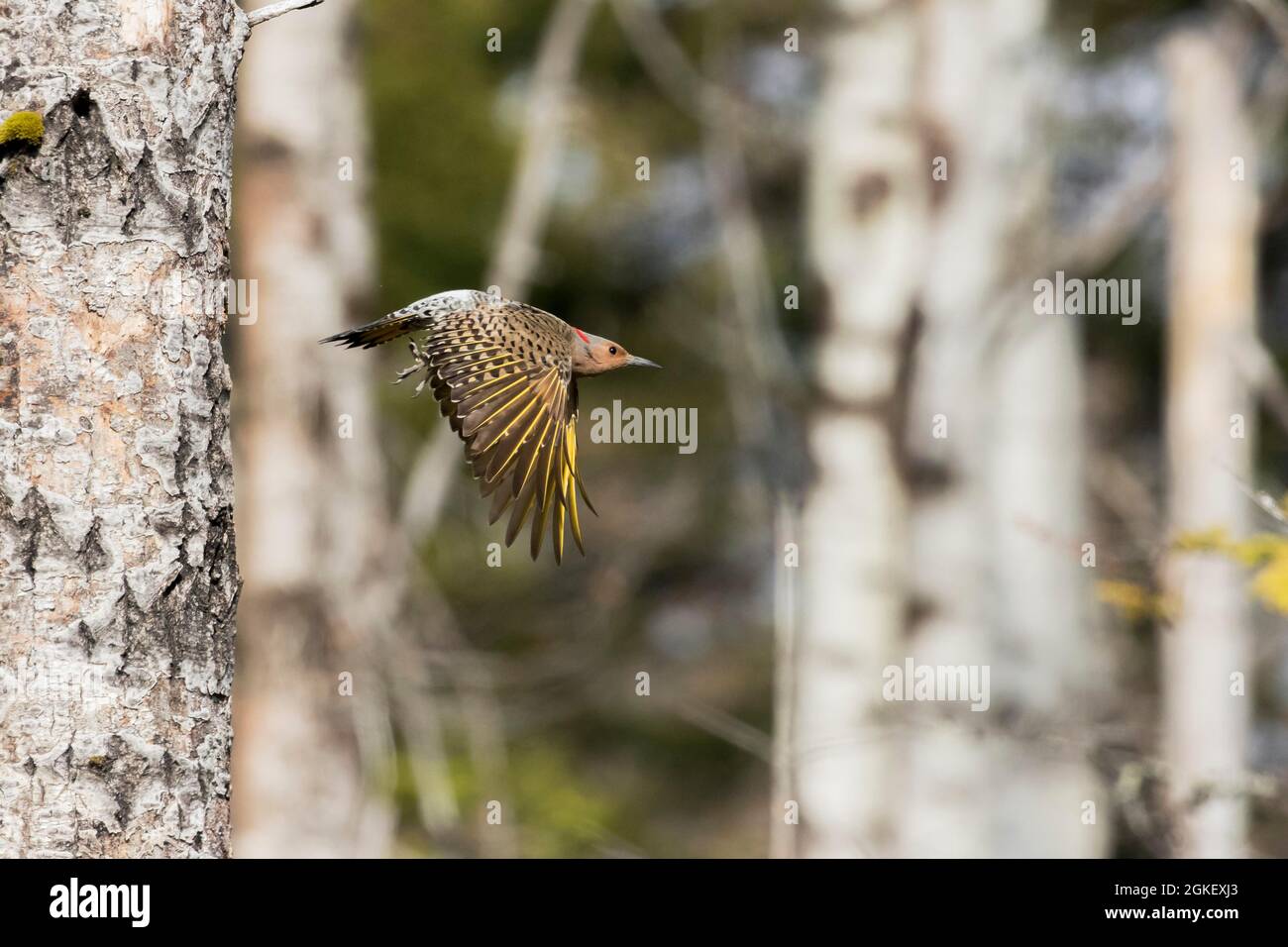 Northern flicker when leaving the nest (Colaptes auratus), Forillon National Park, Quebec, Canada Stock Photo